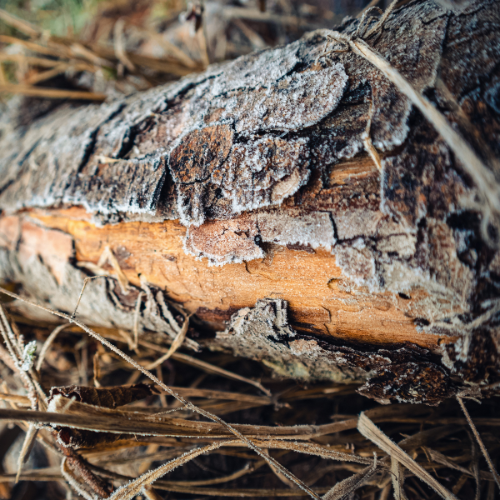 bulk pine bark mulch