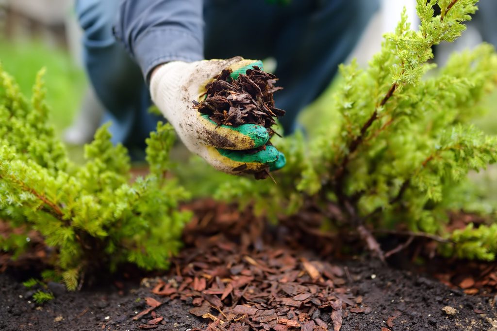 pine shredded mulch