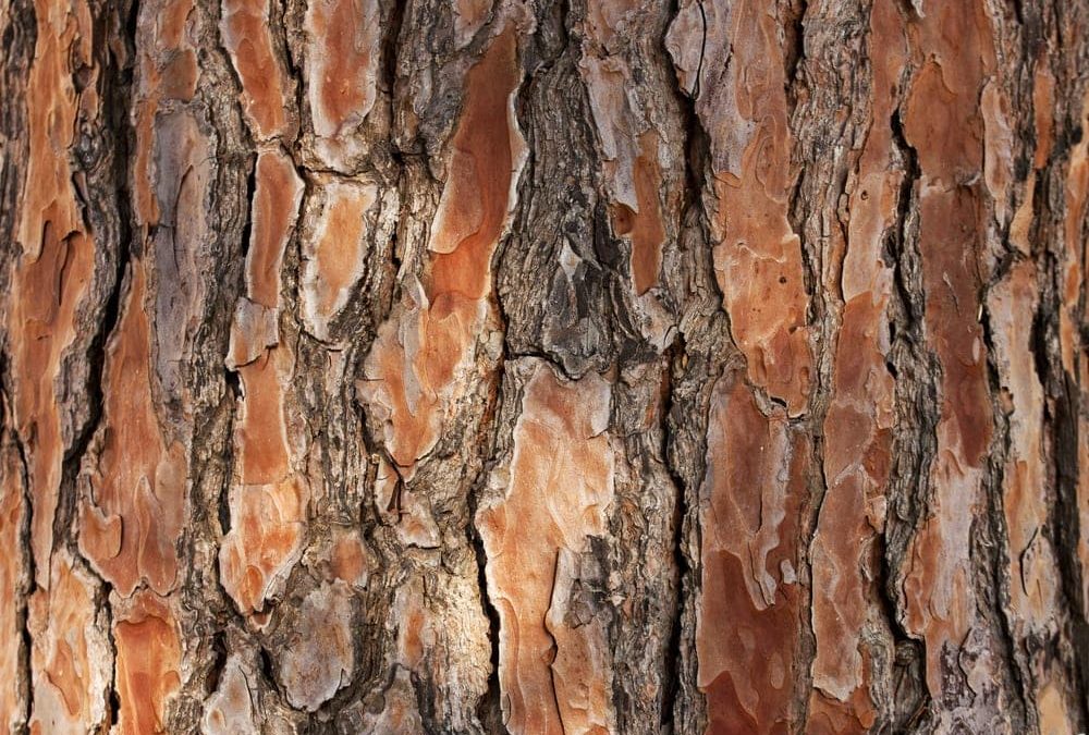 Pine Bark Meaning In Gardening
