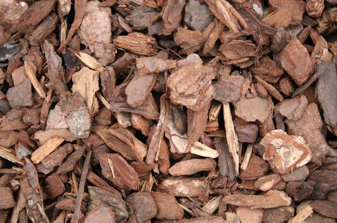 Dried Pine Bark