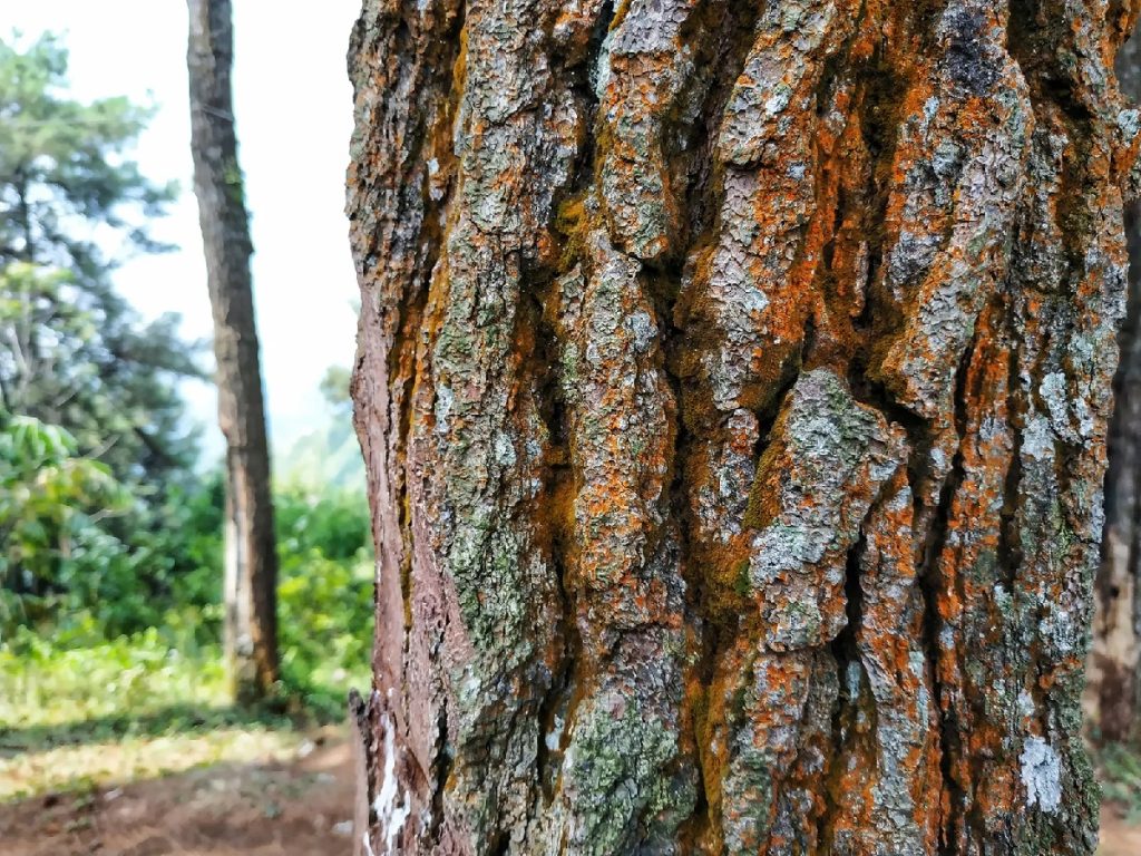 7 Reasons Why Pine Bark Mulch Good For Plants