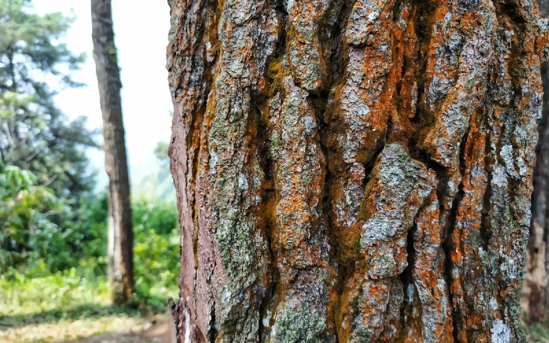 Do You Want To Know More About Pine Bark Soil?