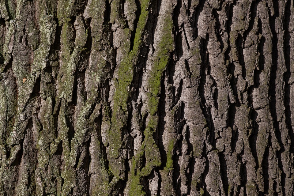 Pine Bark Texture