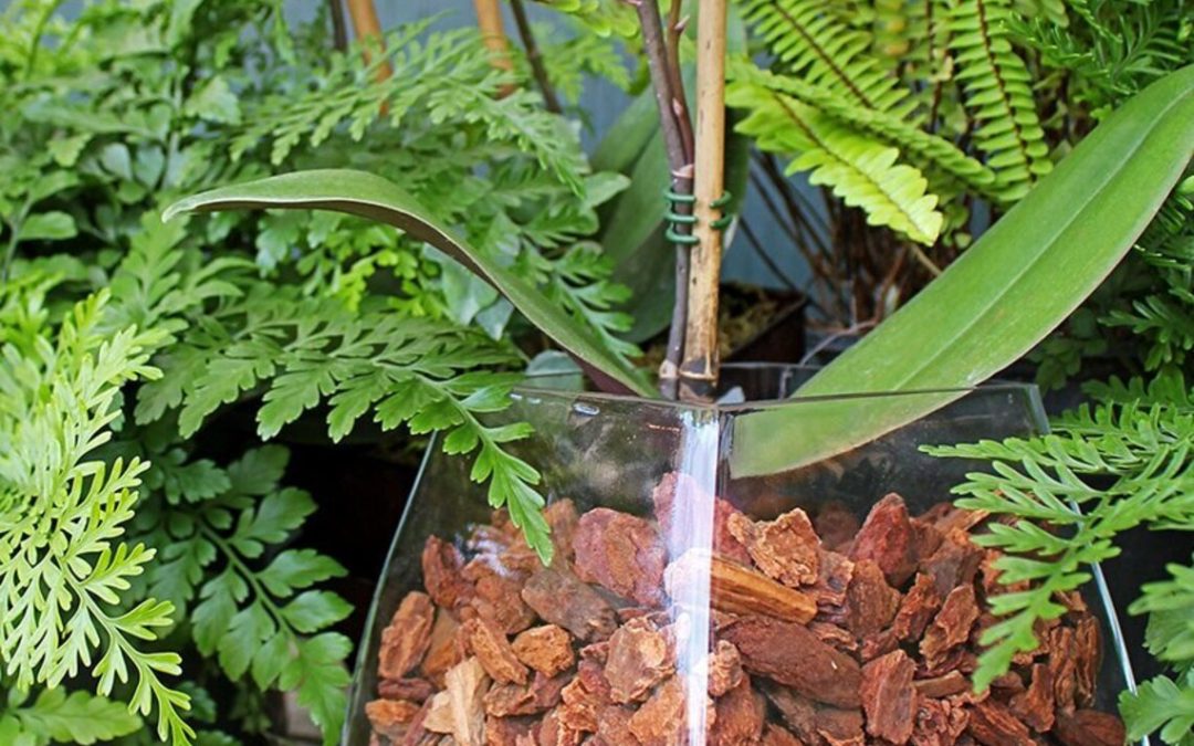 Is Pine Bark Good For Orchids? Check The Explanation Here!