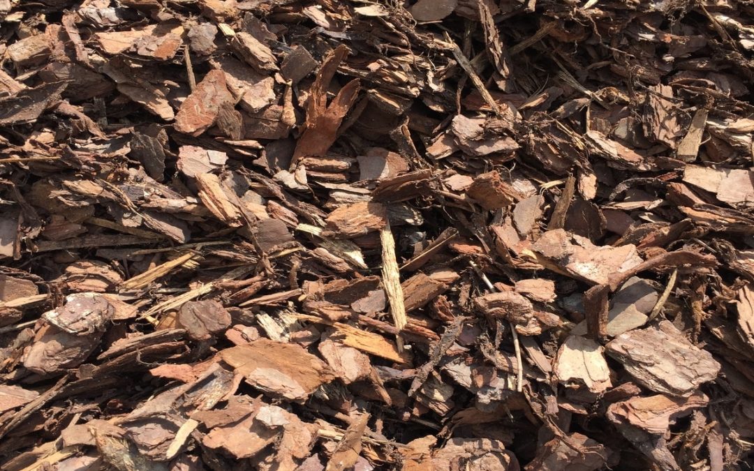 Gardeners Duties Before Apply Pine Bark Nuggets As Mulch